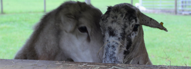 Katahdin hair sheep, EBH Plantation, Callahan, Florida