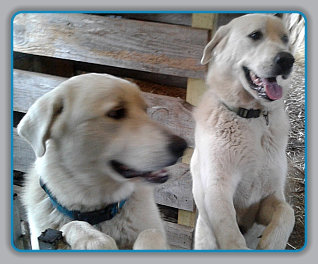 Ferah and Vicem Akbash Livestock Protection Dogs