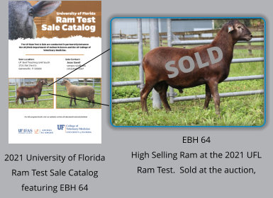 EBH Plantation ram EBH 64 High Selling Ram at 2021 Auction
