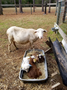 Katahdin hair sheep ewe with triplets - EBH Plantation