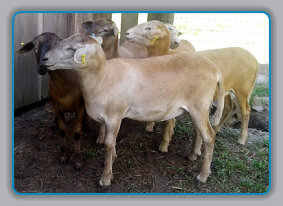 EBH Plantation ewes going to the University of Florida July 2020