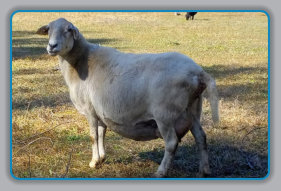EBH Plantation - pregnant ewe
