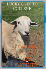 Lucky goes to college! University of Florida bound from EBH Plantation.