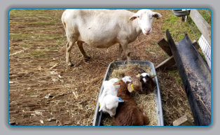 EBH Plantation - ewe with triplets