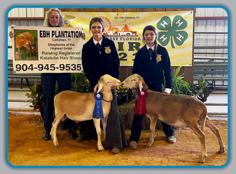 Grand Champion Katahdin Ram and Reserve Grand Champion Katahdin Ram, EBH 72 and EBH 63