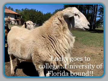 Lucky goes to college! University of Florida bound from EBH Plantation.