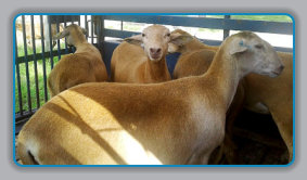 EBH Plantation ewes going to the University of Florida July 2020