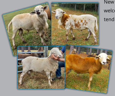 Yearling Rams for Sale - EBH Plantation