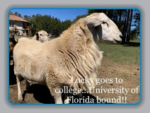 Lucky goes to college! University of Florida bound from EBH Plantation.