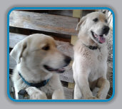 Ferah and Vicem Akbash Livestock Protection Dogs