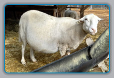 EBH Plantation pregnant ewe